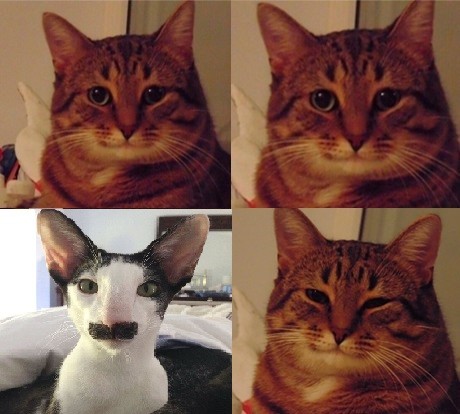 Create meme: memes about cats, cats memes, cat meme 