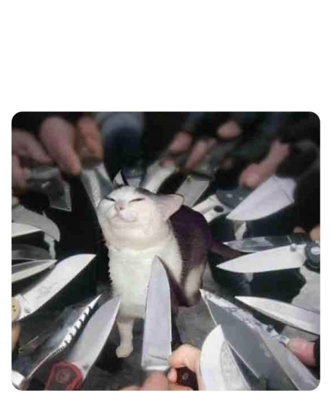 Создать мем: котик с ножом, кот с ножами вокруг, кошка с ножом мем