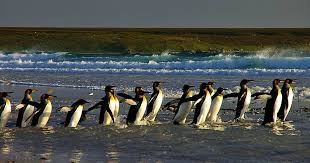 Create meme: falkland islands penguins, Falkland islands penguins on microsoft beach, penguin 