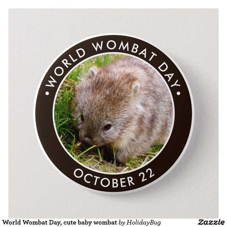 Create meme: wombat , little wombat, animal wombat