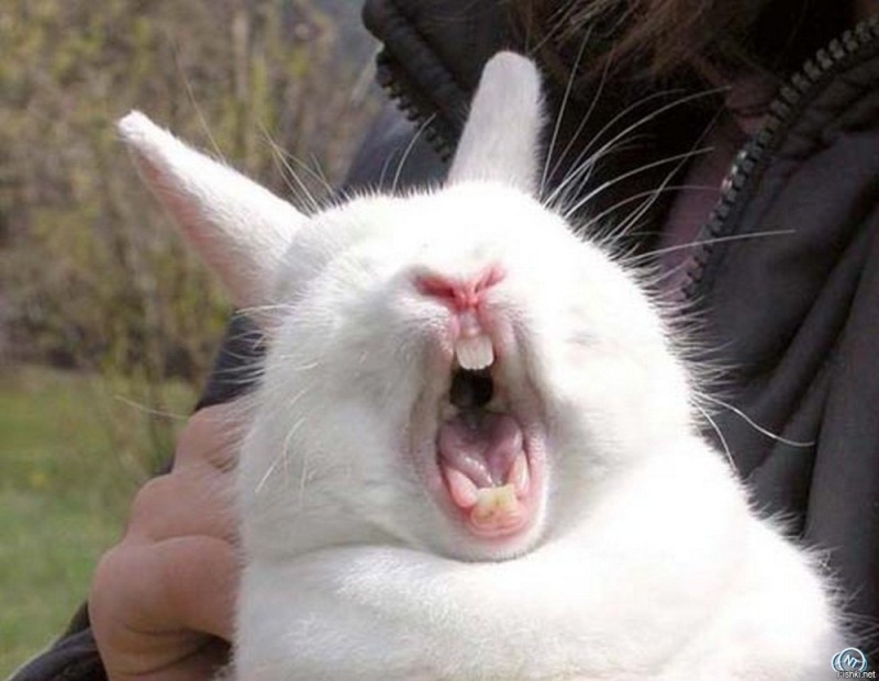 Создать мем: орущий кролик мем, злой кролик, кричащий кролик