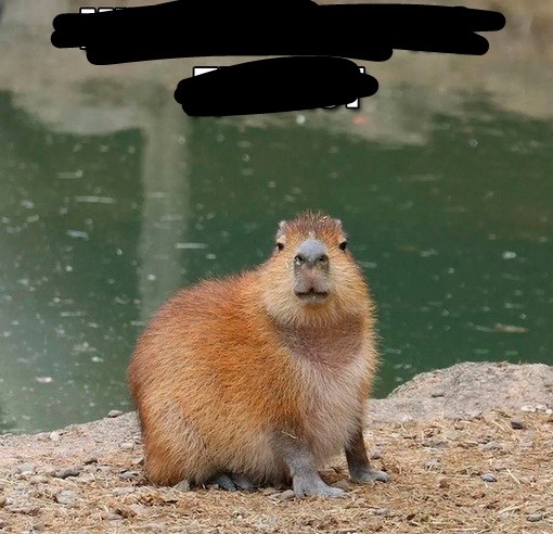 Create meme: the capybara , rodent capybara, little capybara