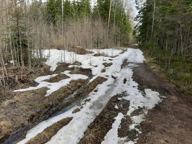 Create meme: nature , A muddy road in the forest, bad forest road