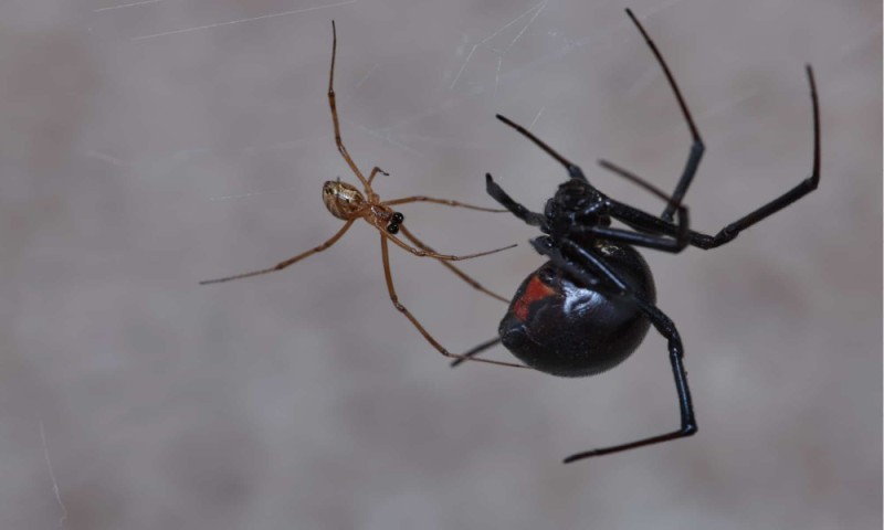 Создать мем: чёрная вдова паук самец, чёрная вдова паук укус, ядовитый паук черная вдова