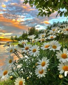Create meme: good morning nature, chamomile, field of daisies