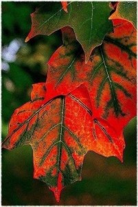 Create meme: autumn, sorbus torminalis, maple in autumn