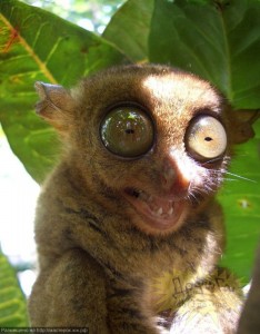 Create meme: tarsier, big-eyed lemur, lemur tarsier