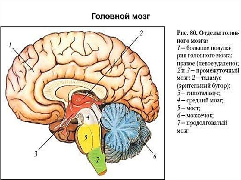 Создать мем: отделы мозга продолговатый мозг, головной мозг строение, отделы мозга