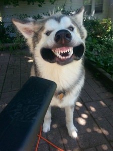 Create meme: funny animal, funny dog, husky dog jokes