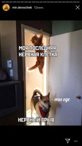 Create meme: dog joke, the cat hid from the dog, funny cats