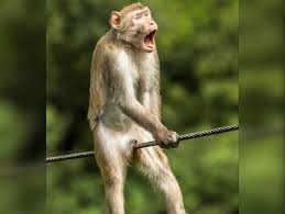 Создать мем: обезьянки, самые смешные фотографии, умная макака