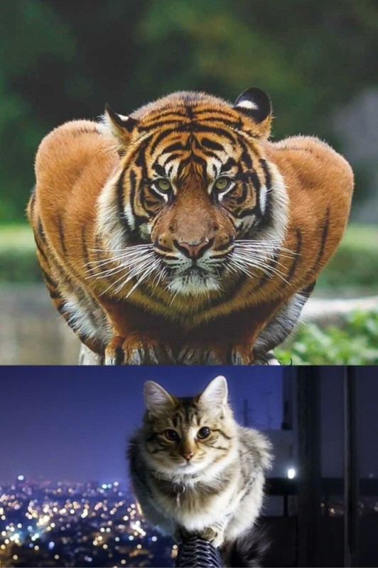 Создать мем: тигр прикол, животные тигр, суматранский тигр