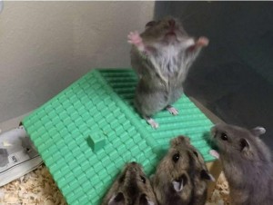 Create meme: hamster, Djungarian hamster, Djungarian hamster