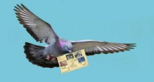 Create meme: bird dove, pigeon, carrier pigeon