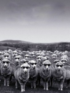 Создать мем: стадо, армия овец, стадо овец в масках