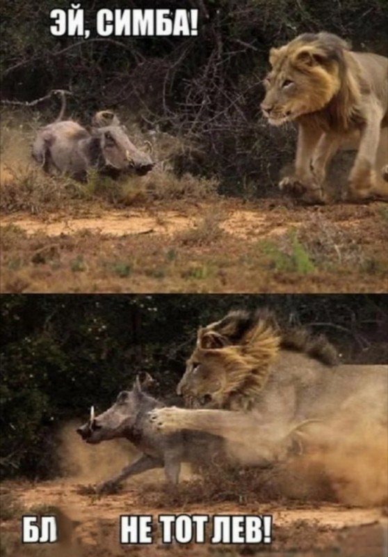 Create meme: the warthog and the lion, Leo meme, lion and boar
