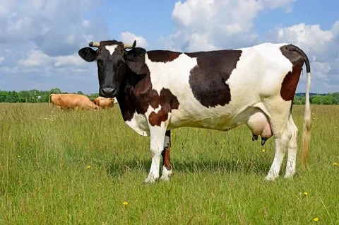 Create meme: cow , Holstein Frisian breed of cows, dairy cow