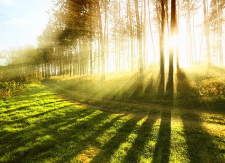 Create meme: morning forest, nature sunshine, nature 