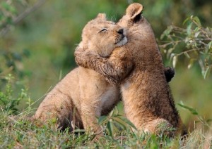 Create meme: hugs, lion cubs hug, embrace animals