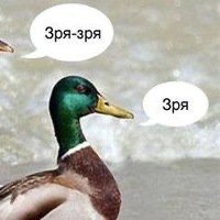 Create meme: Mallard duck , duck wonder wonder, wild mallard duck