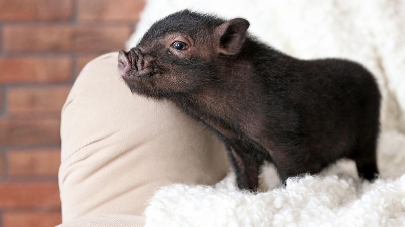 Создать мем: маленькая свинка, карликовая свинка, мини свинка