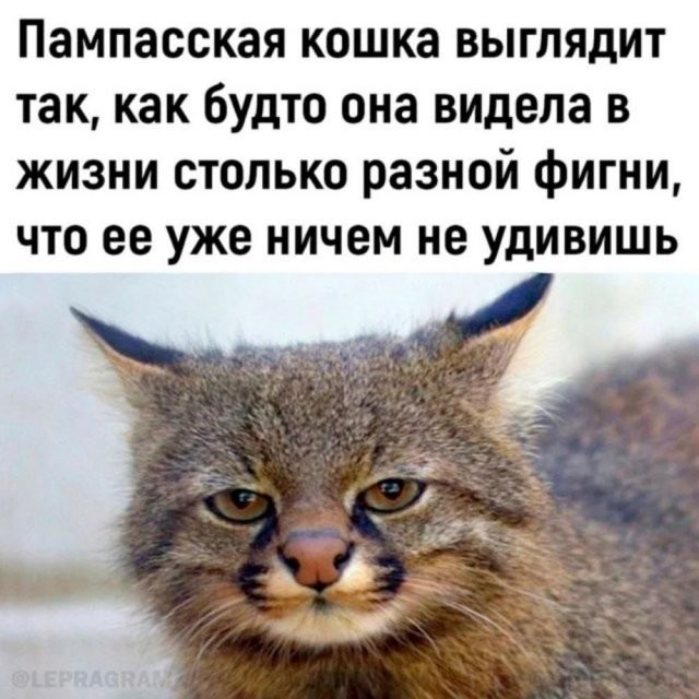 Создать мем: пампасная кошка, дикий кот, пампасская кошка (leopardus pajeros),