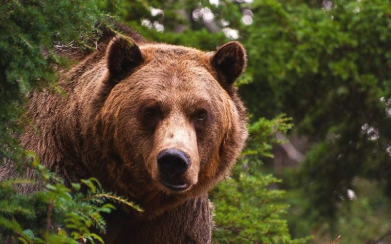 Create meme: brown bear , grizzly bear , brown bear brown bears