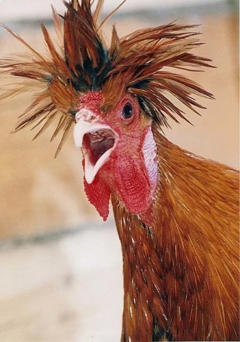 Create meme: funny cock, The surprised rooster, Horny cock