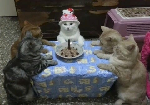 Create meme: happy birthday meme cat, cats are funny, birthday cat