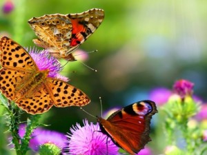 Create meme: flowers summer, three butterflies, kelebekler