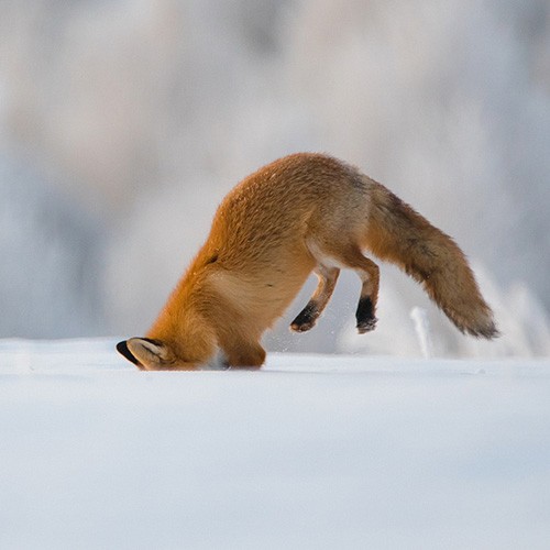 Create meme: Fox , Fox snow, Fox
