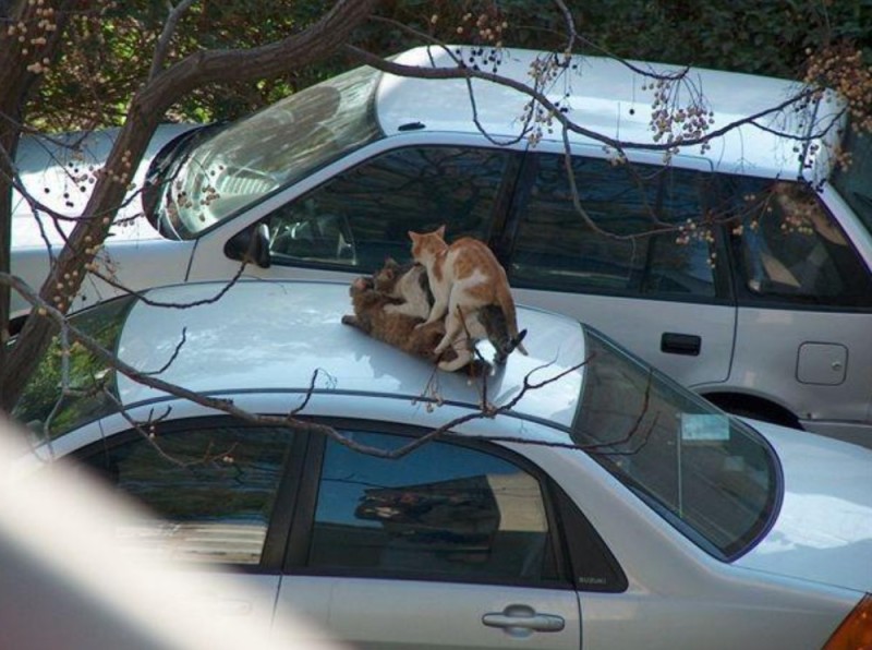 Создать мем: кот, три кота на капоте машины, кот на капоте машины