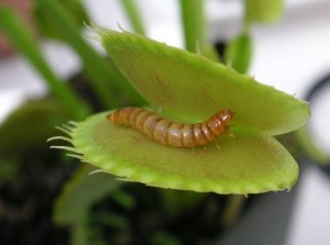 Create meme: flower predator, Venus flytrap