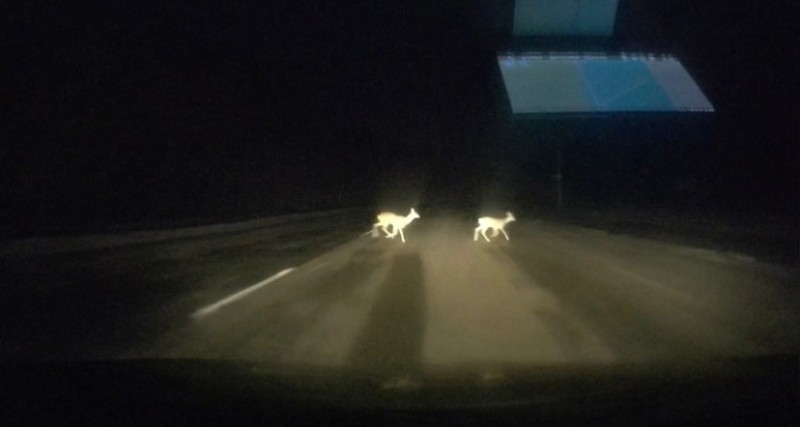 Create meme: moose on the road, darkness, roe deer on the road