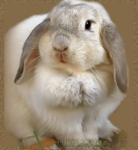 Create meme: rabbit decorative, cute bunnies, rabbit cute