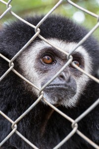 Create meme: gibbon, at the zoo, animals