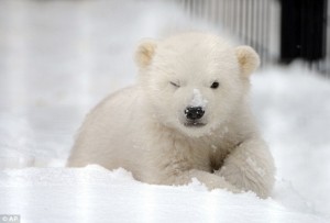 Create meme: baby bear cute, bear, the polar bear is cute