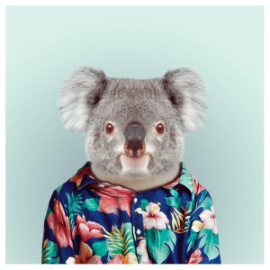 Создать мем: коала принт, морда коалы, животное коала