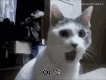 Создать мем: удивляющийся кот с открытым ртом, гифка кот открывает рот, кот гифка