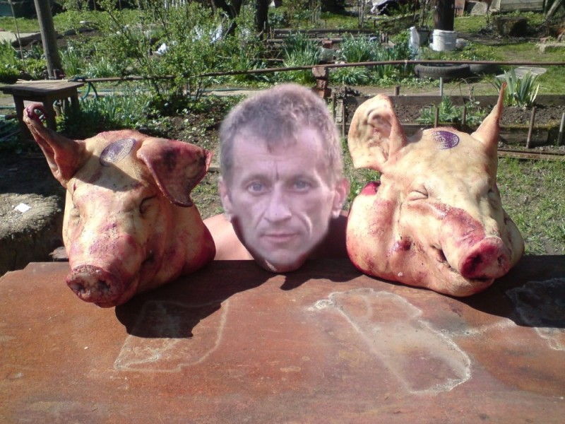 Создать мем: свиные головы, голова мертвой свиньи, отрубленная голова свиньи