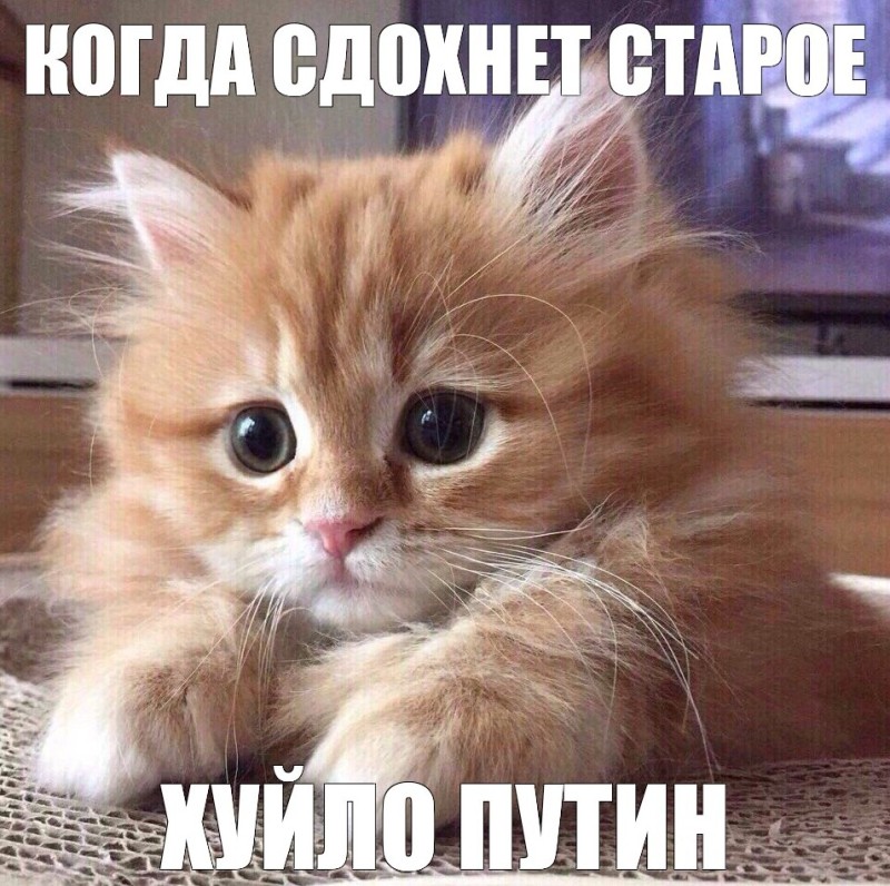 Создать мем: котик рыжий, милый рыжий котенок, кот