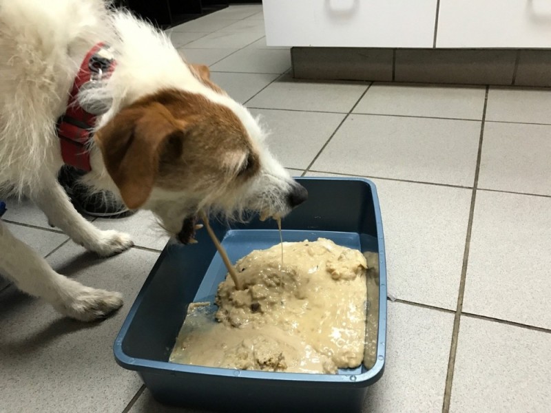 Create meme: dog food, The dog drinks milk, vomiting in a dog