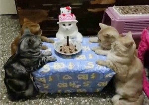 Create meme: cake, cat, birthday
