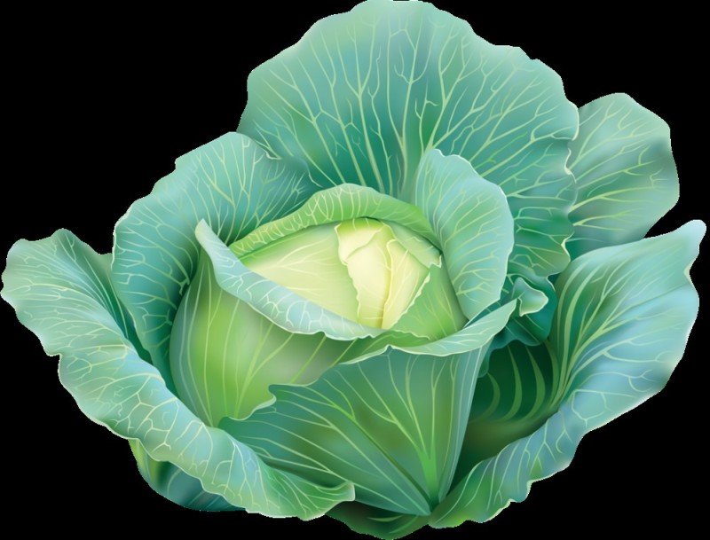 Create meme: cabbage, large cabbage, white cabbage