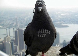 Create meme: cool photo with the pigeons, photos cool pigeons, jokes about pigeons pictures