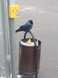 Create meme: trash cans, urn, the bird is a jackdaw