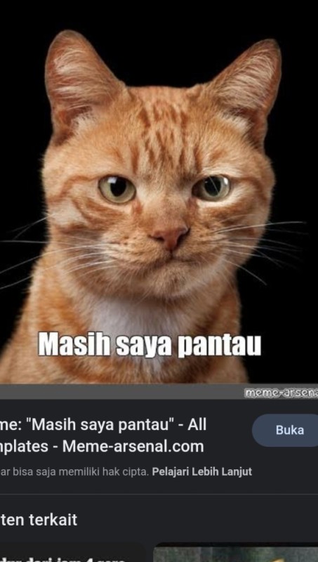 Create meme: cat, cat , the cat is cunning