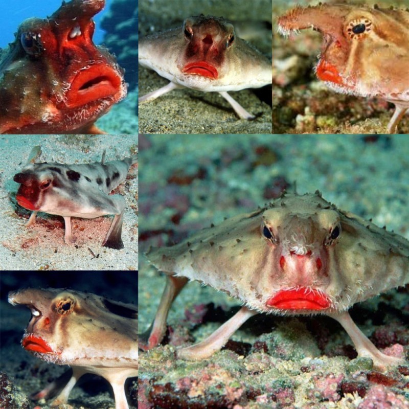 Create meme: fish with red lips, fish with huge lips, the most unusual animals of the planet