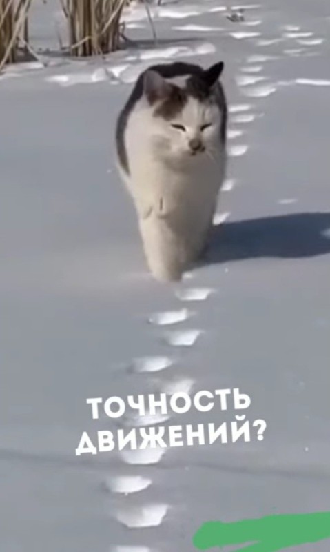 Create meme: seals , kitty , cat on ice