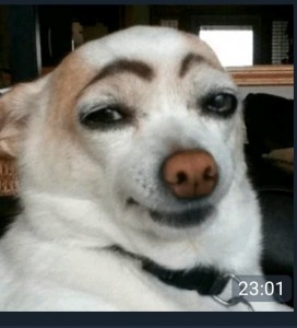 Create meme: the dog eyebrows, a dog with painted eyebrows